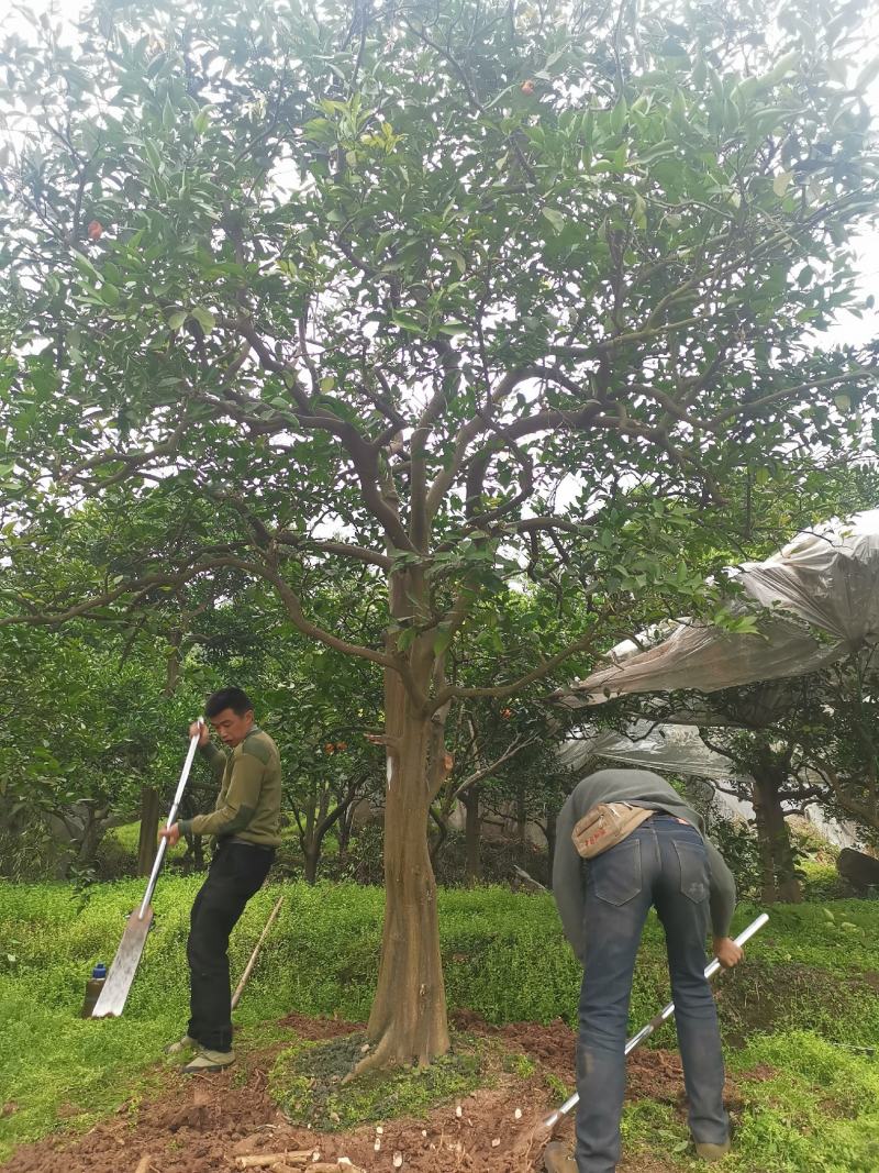 高杆精品脐橙树，蜜橘树