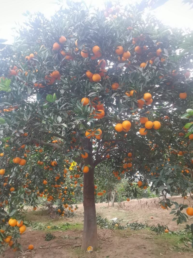 高杆精品脐橙树，蜜橘树