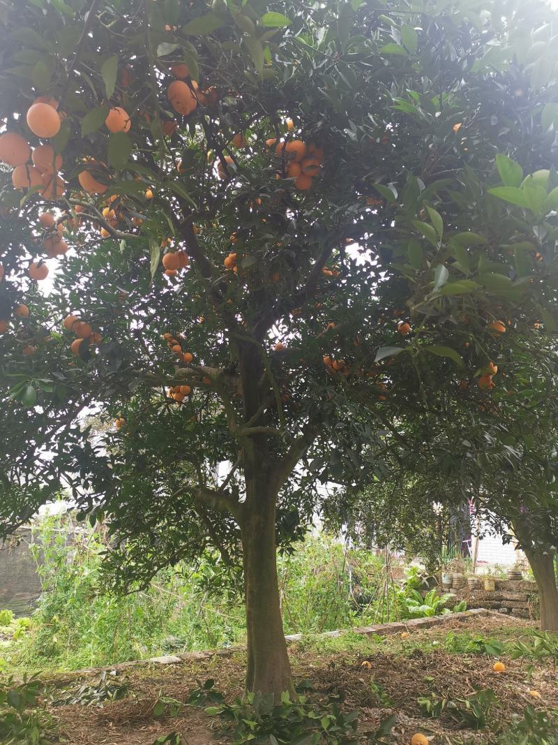 高杆精品脐橙树，蜜橘树