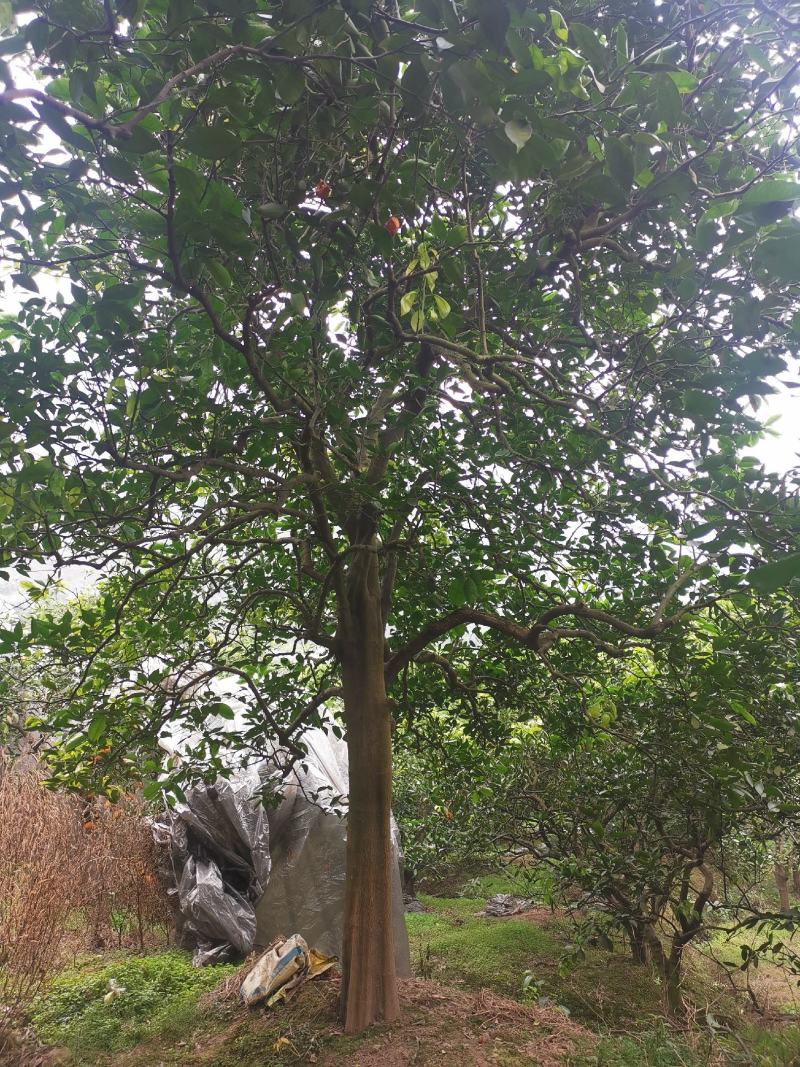 高杆精品脐橙树，蜜橘树