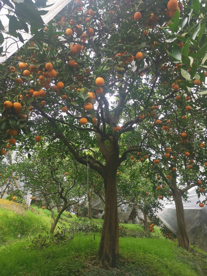 高杆精品脐橙树，蜜橘树