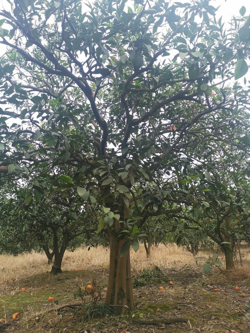 高杆精品脐橙树，蜜橘树