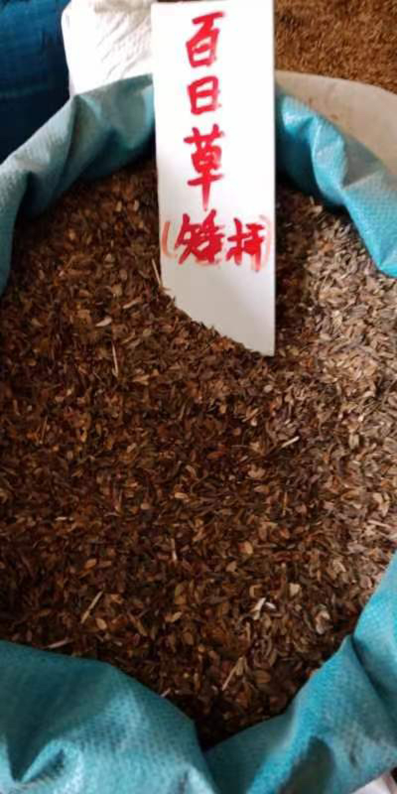 百日草种子现货供应，成活率高，价格优惠，欢迎采购