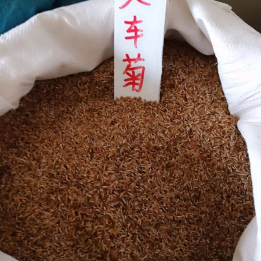 矢车菊种子现货供应，货源充足，价格优惠，欢迎各位老板咨询
