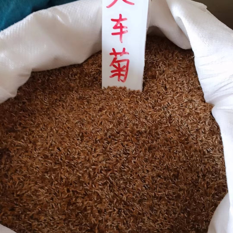 矢车菊种子现货供应，货源充足，价格优惠，欢迎各位老板咨询