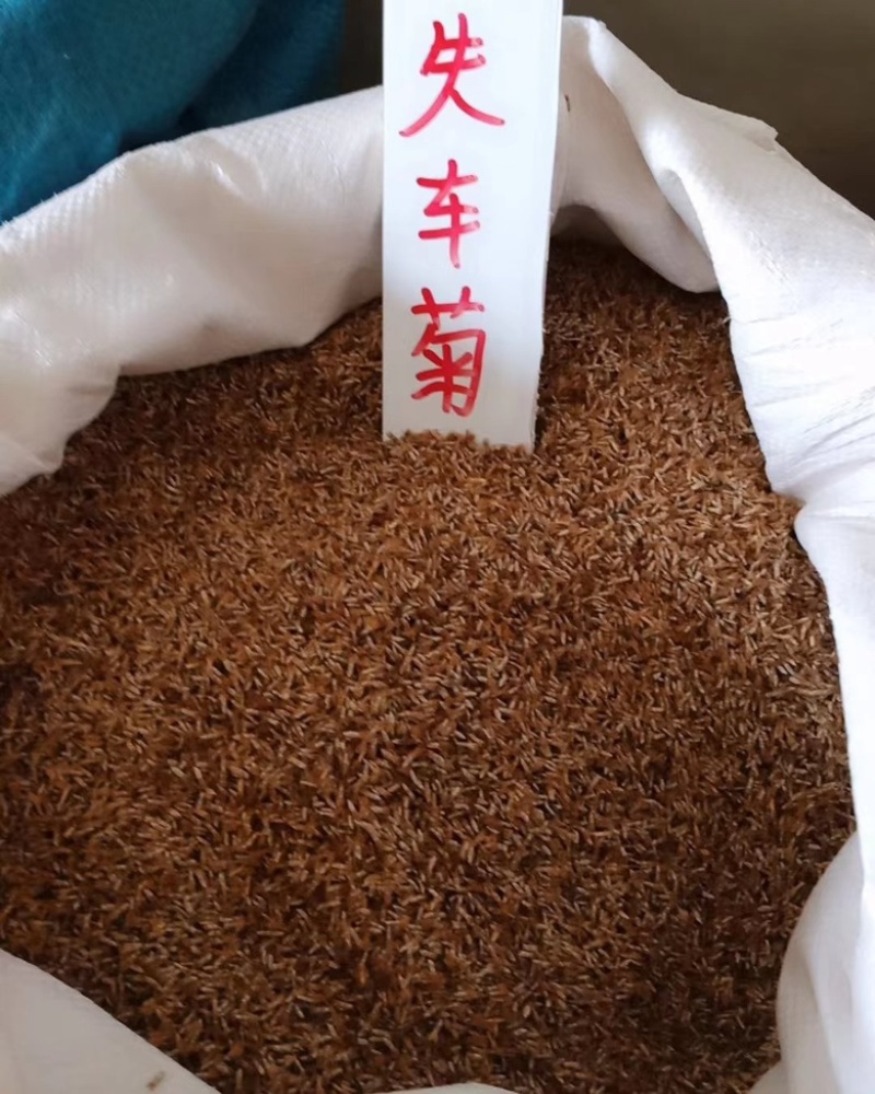 矢车菊种子现货供应，货源充足，价格优惠，欢迎各位老板咨询