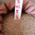 紫松果菊花种子大量现货，价格优惠，成活率高，欢迎采购