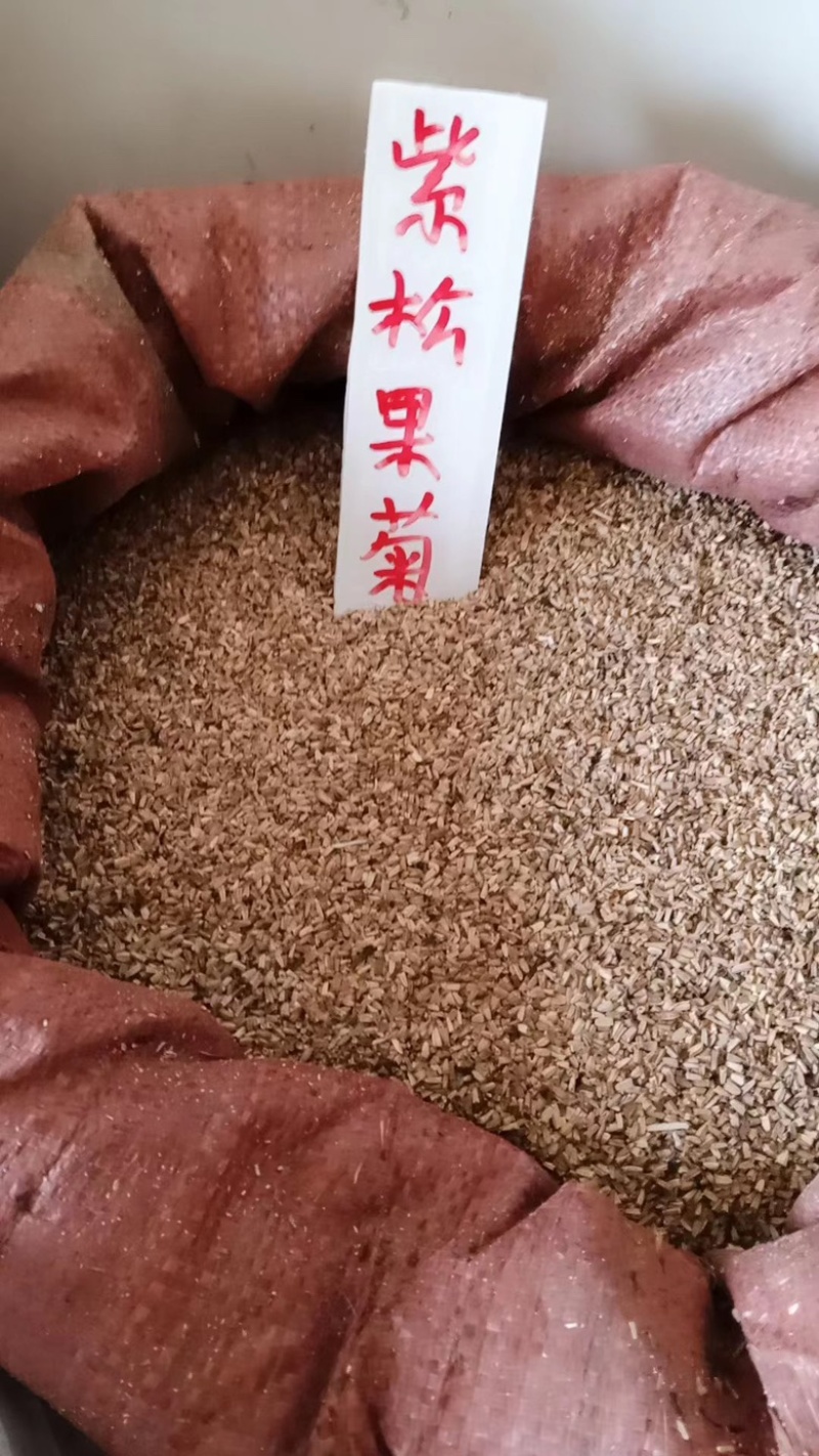 紫松果菊花种子大量现货，价格优惠，成活率高，欢迎采购