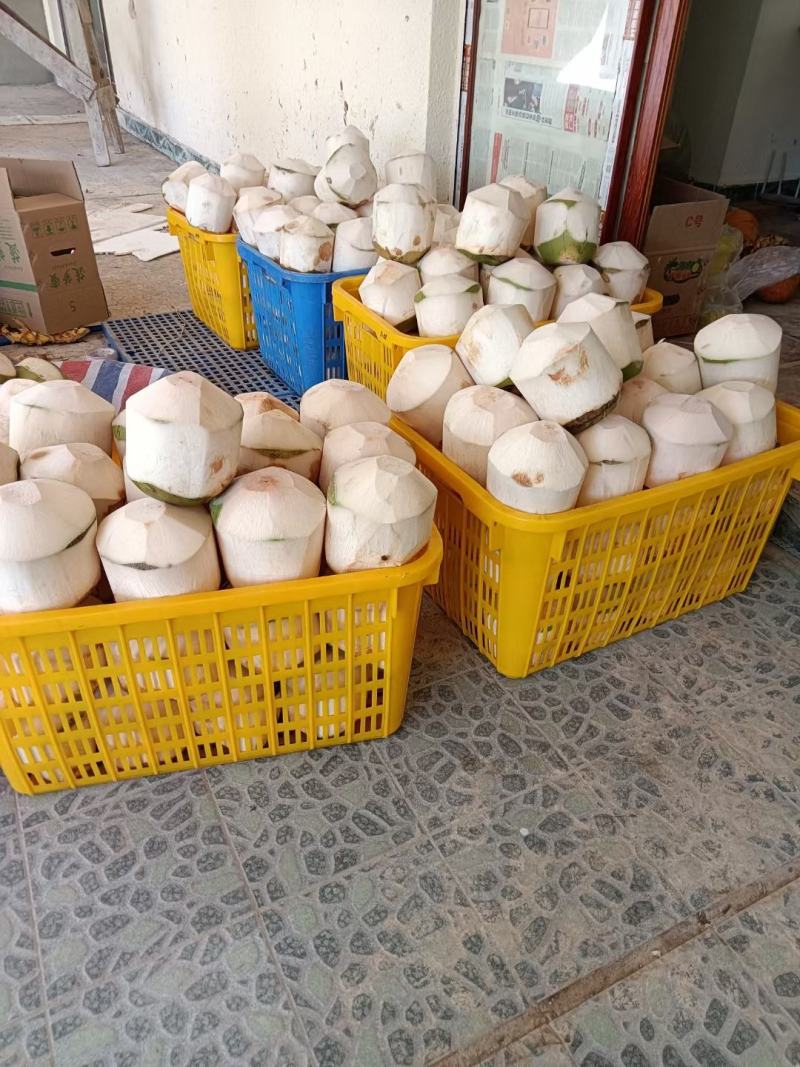 海南椰青，产地直销，清凉解暑，夏季孕妇补羊水必备佳品。