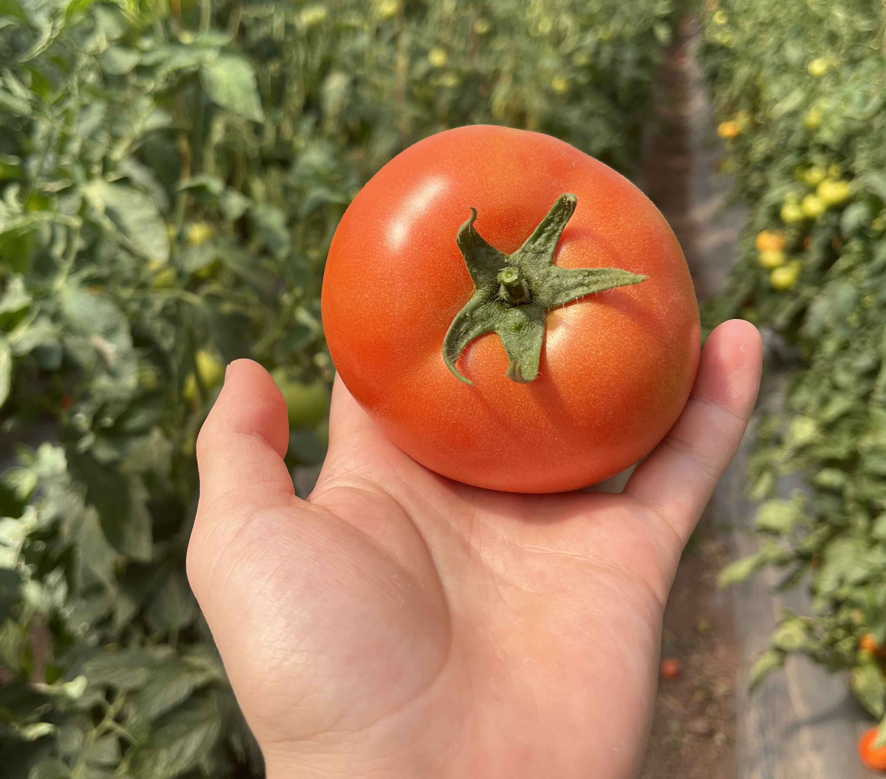 展示西红柿热量对比图表,背景为蔬菜水果 西红柿热量图示