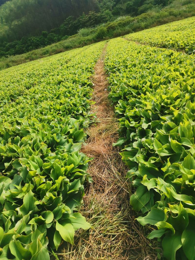 产地直销沙姜，特大，特靓，够黄，味道浓郁的特优产品。