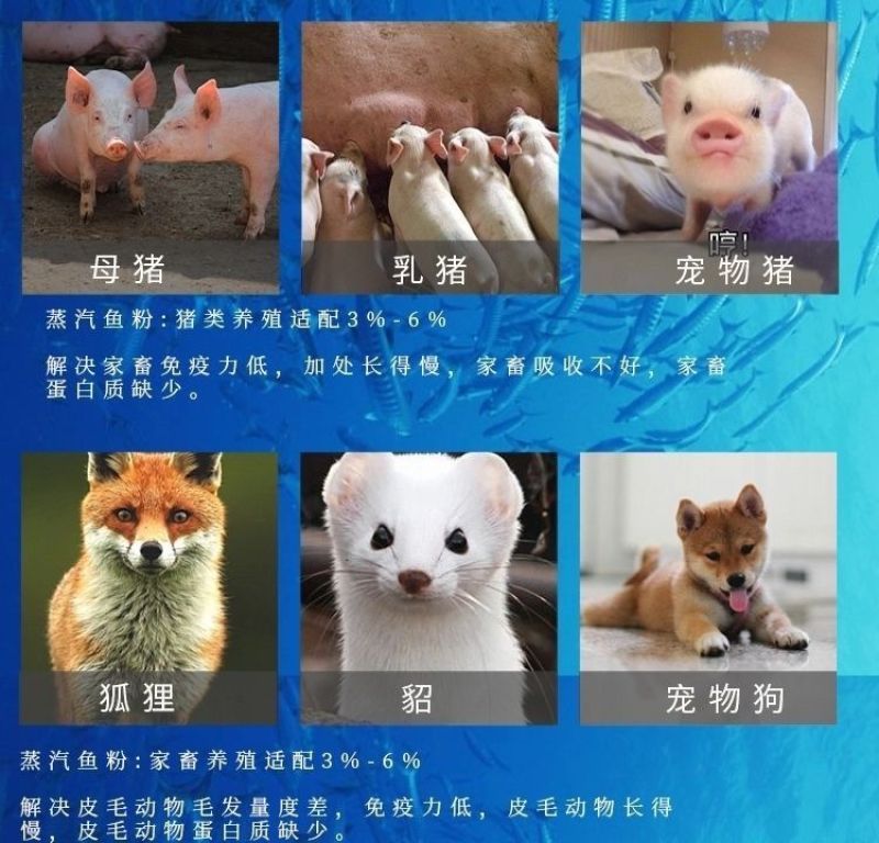 秘鲁进口鱼粉鱼粉批发高蛋白鸡鸭鹅养猪用鱼虾蟹水产养殖饲料