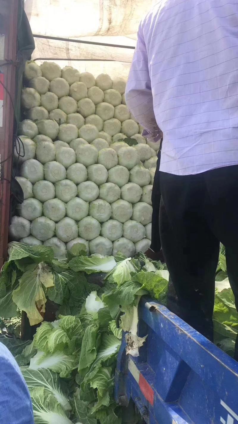 张北坝上大白菜开始大量出货，价格不高，质量三包