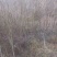 福建三明地区处理一批3到5公分山樱花。