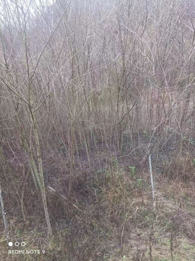 福建三明地区处理一批3到5公分山樱花。