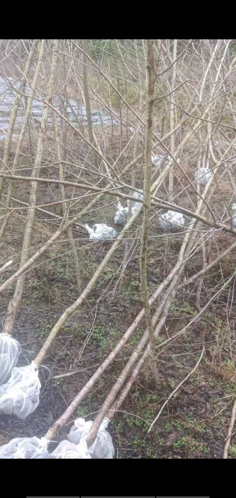 福建三明地区处理一批3到5公分山樱花。