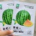 彩虹西瓜种子瓤色红橙乳黄相间早熟礼品西瓜种子含糖量高