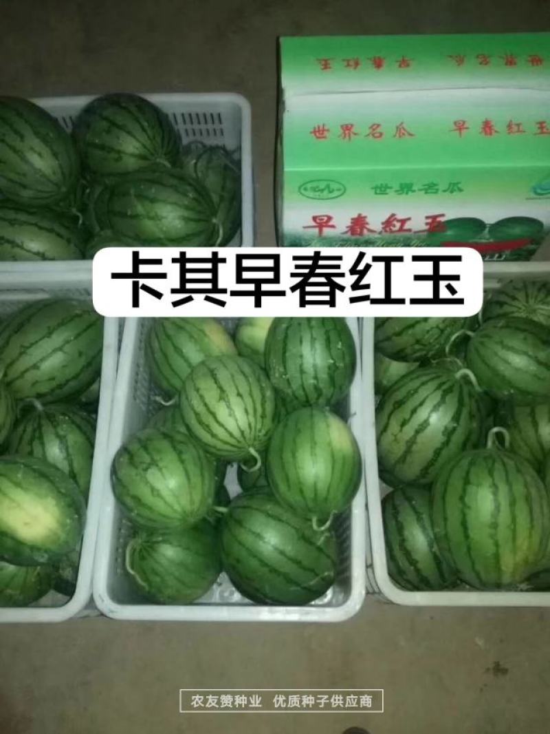卡其早春红玉西瓜种子坐瓜整齐质细无渣口感好杂交礼品西瓜