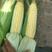 云南元谋精品水果玉米，黄甜太阳花玉米，产地直供，货源稳定