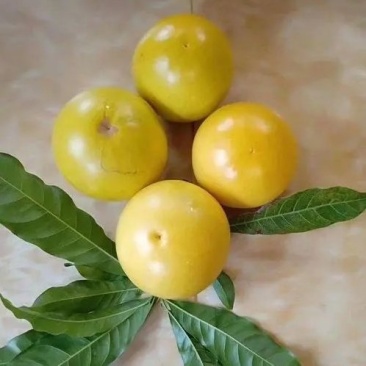 黄晶果苗，亚美果苗，黄金果苗，冬蜜黄晶果苗，
