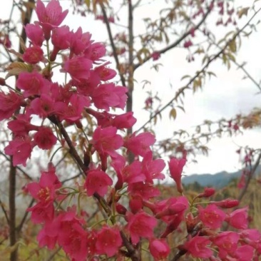 福建三明地区处理一批3到5公分山樱花。