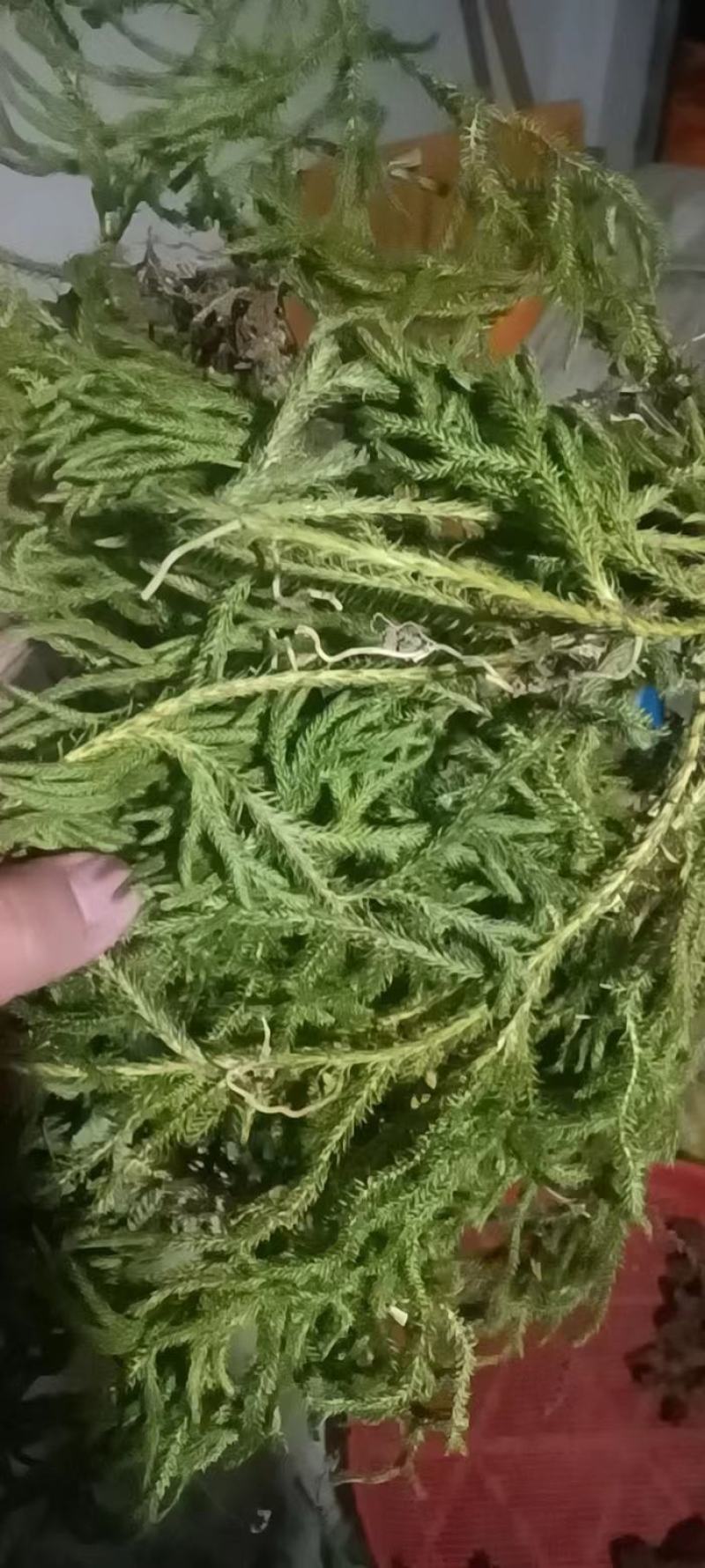 伸筋草