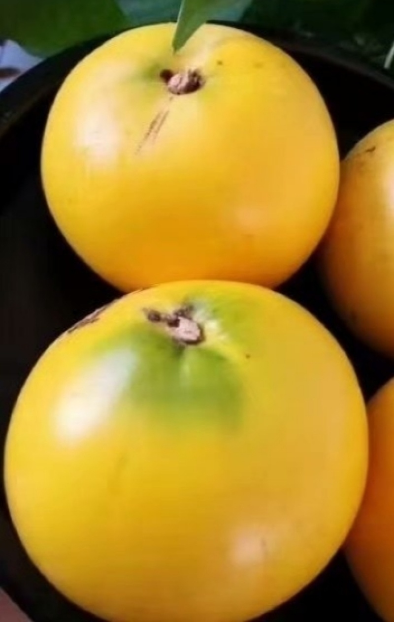 黄晶果苗，亚美果苗，黄金果苗，冬蜜黄晶果苗，