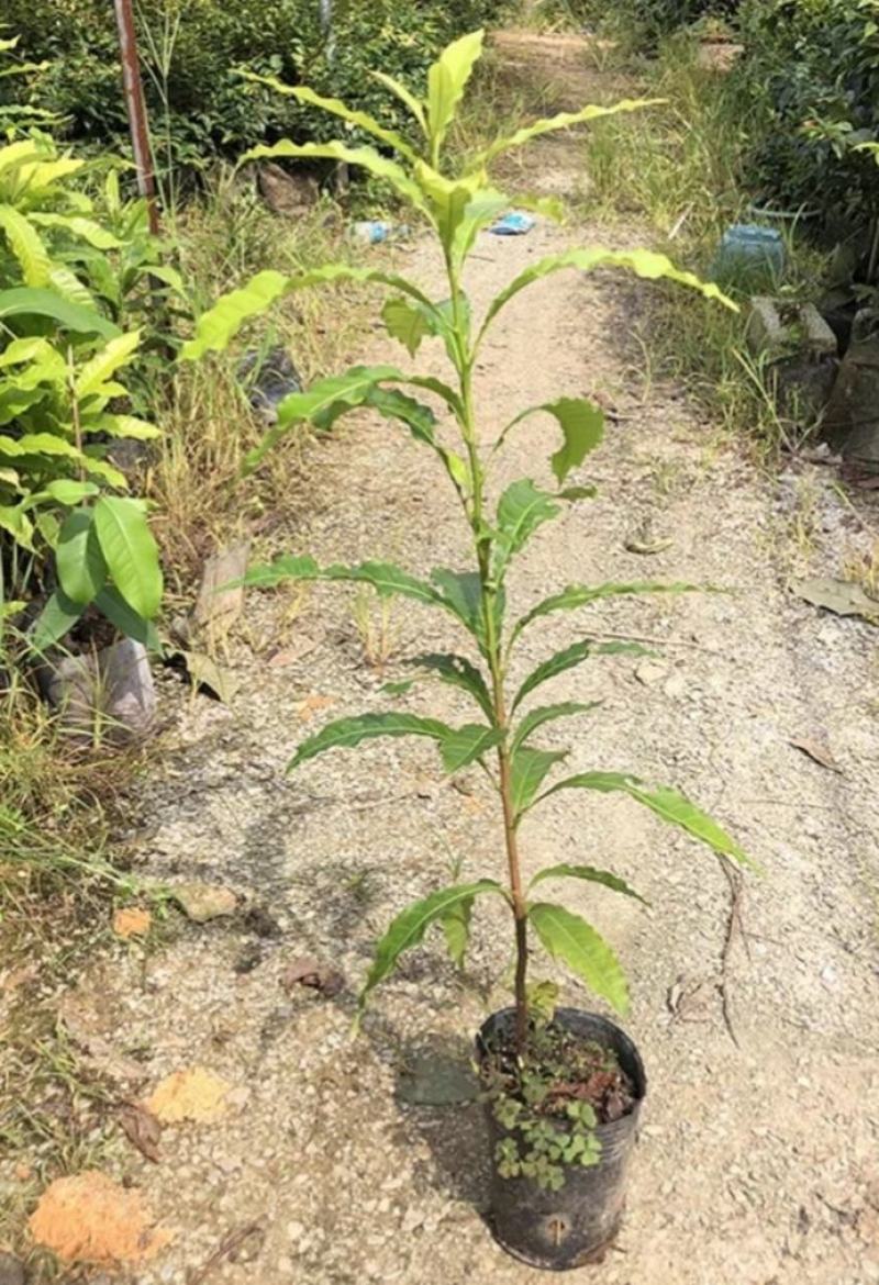 黄晶果苗，亚美果苗，黄金果苗，冬蜜黄晶果苗，