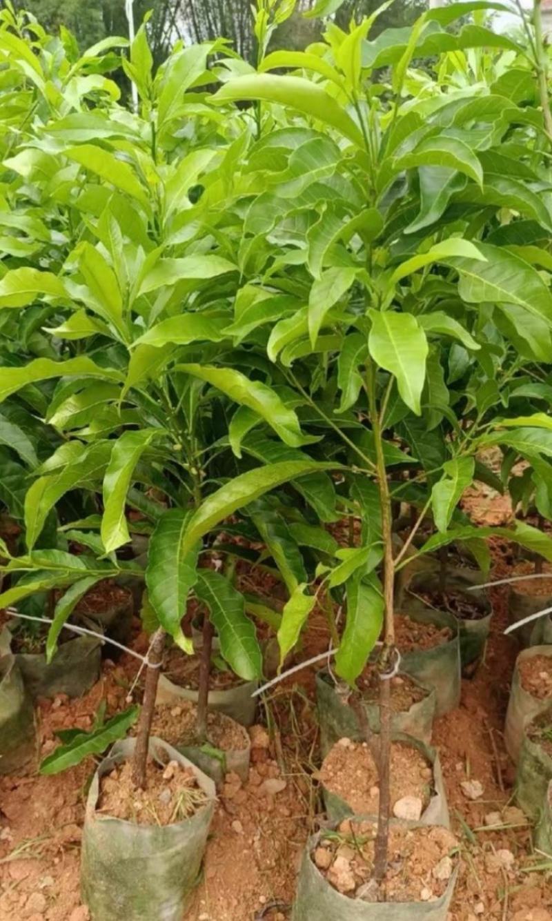 黄晶果苗，亚美果苗，黄金果苗，冬蜜黄晶果苗，