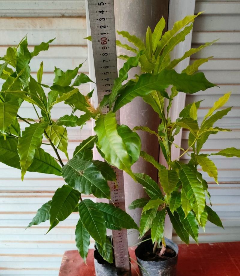 黄晶果苗，亚美果苗，黄金果苗，冬蜜黄晶果苗，
