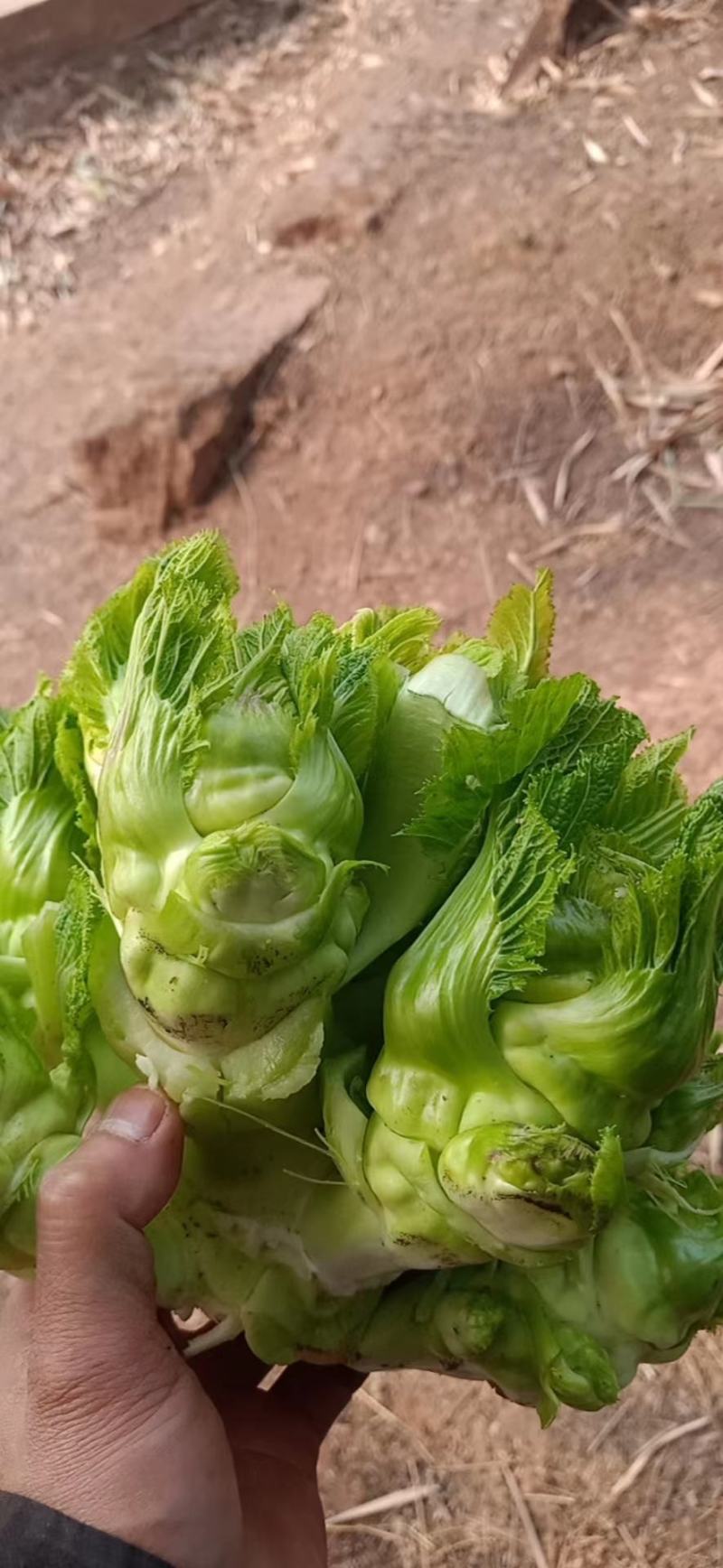 儿菜