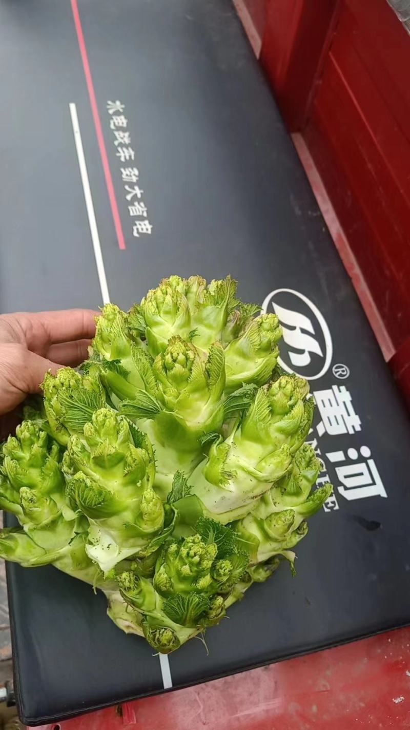 儿菜