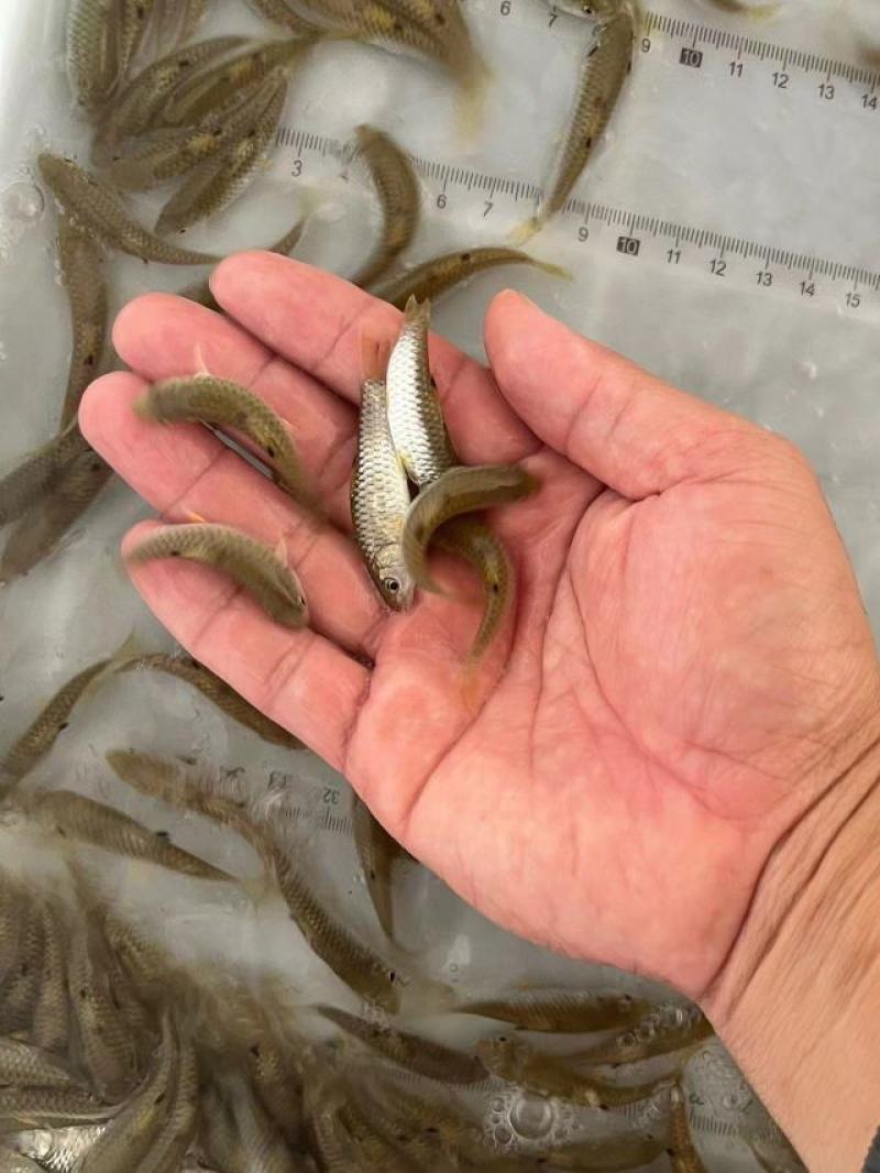 军鱼苗青竹鲩光鱼石坚鱼河坚鱼光倒刺鲃淡水易养