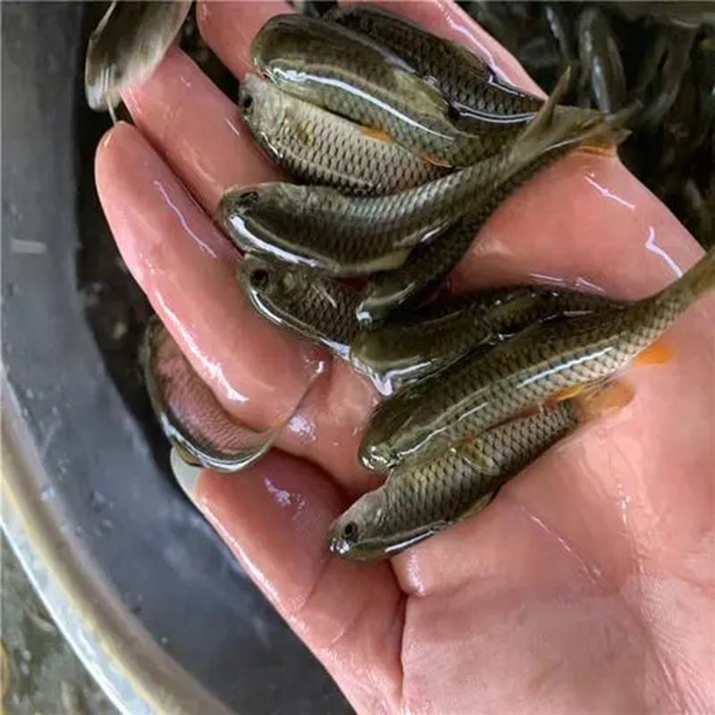 军鱼苗青竹鲩光鱼石坚鱼河坚鱼光倒刺鲃淡水易养