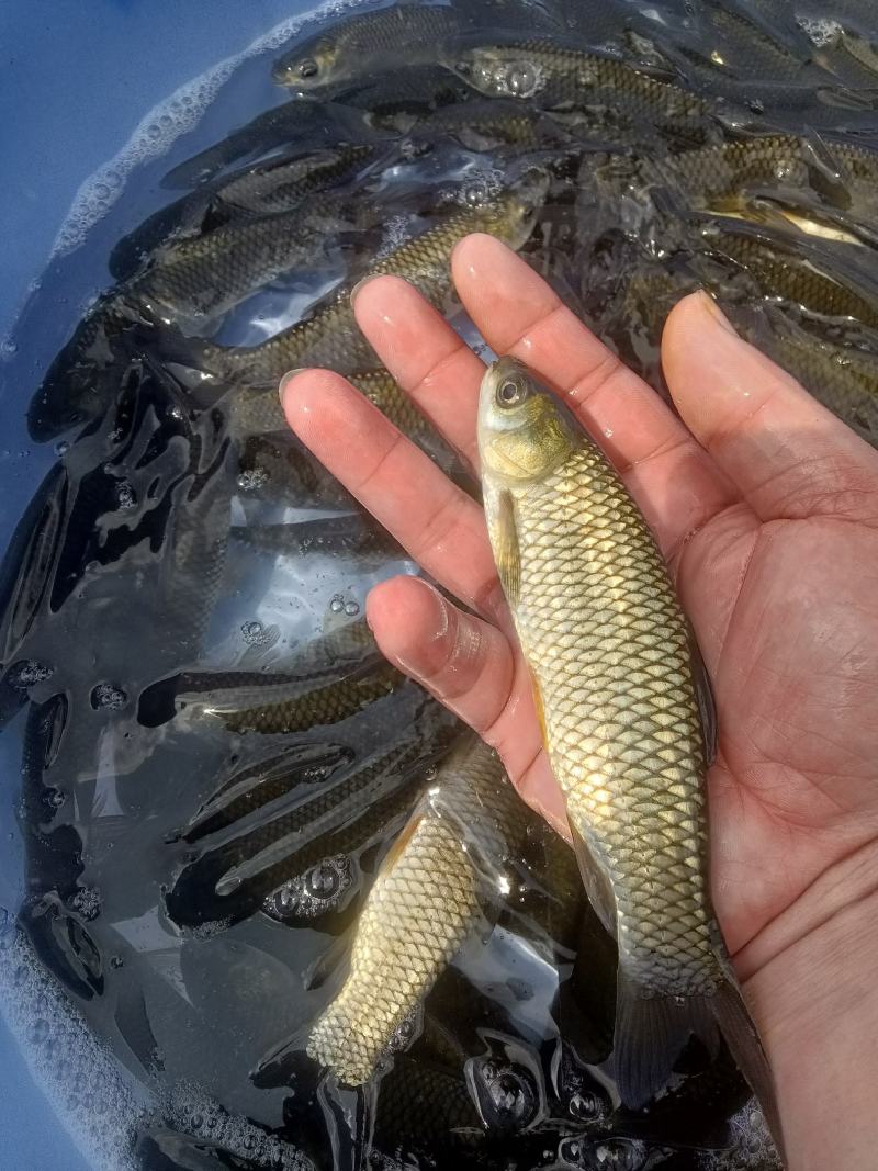 草鱼苗，长江草鱼，规格齐全，质量保证，信誉第一，一手货源