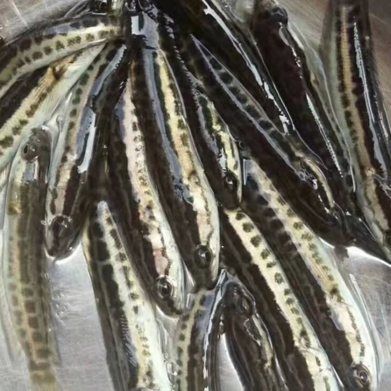 黑鱼苗，质量保证
