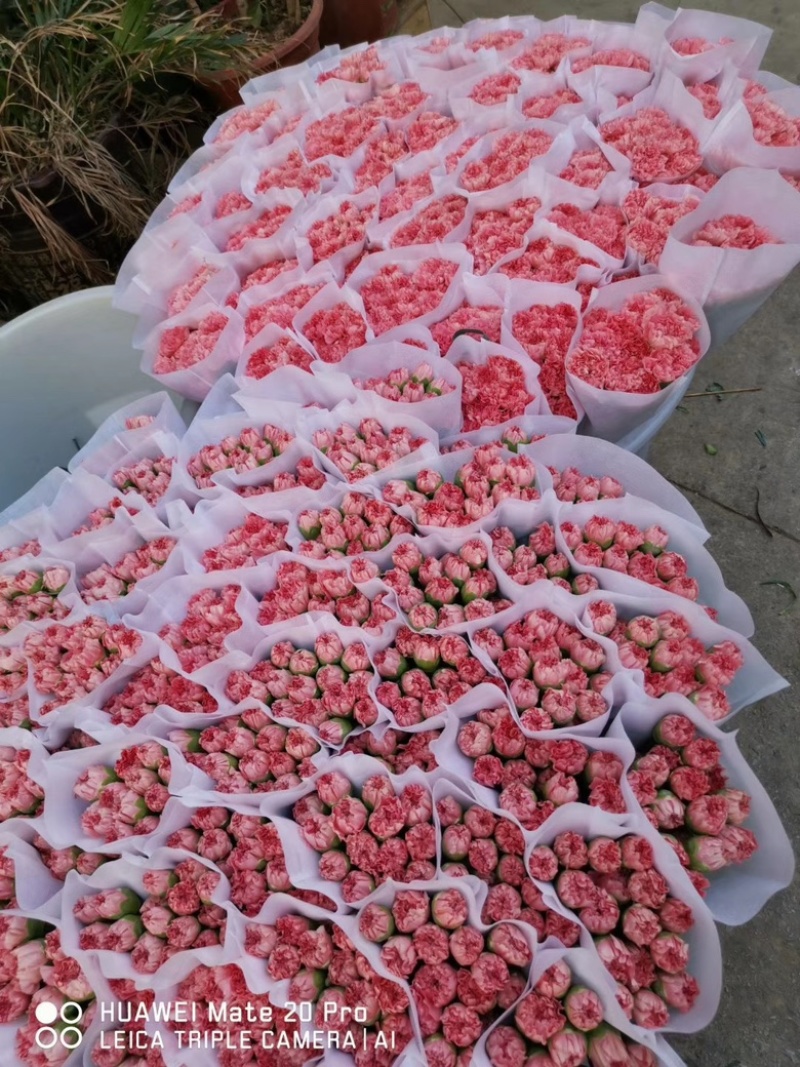 康乃馨鲜切花货源充足质量保证价格优惠