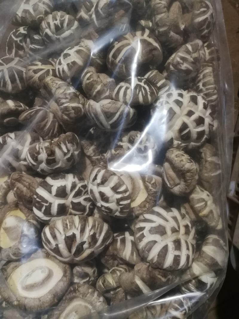 香菇菌种（代料或段木种植用各种香菇栽培用菌种）