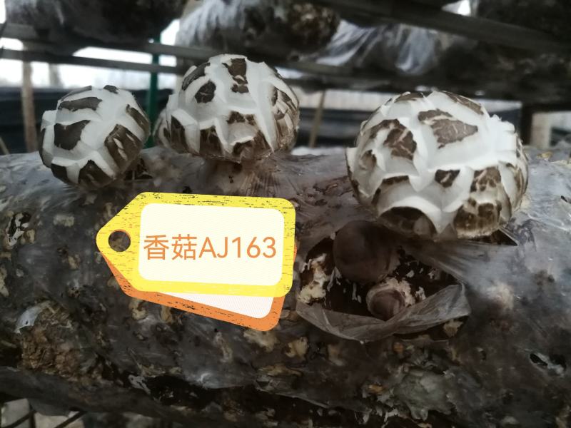 香菇菌种（代料或段木种植用各种香菇栽培用菌种）