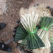 马家特产藠头大量上市，山野菜