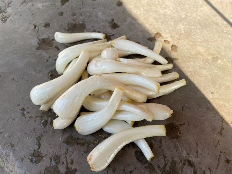 马家特产藠头大量上市，山野菜