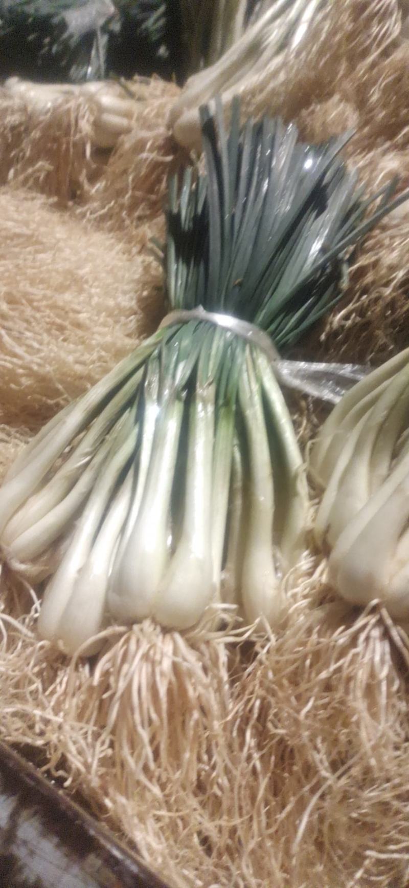 马家特产藠头大量上市，山野菜
