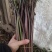 马家特产藠头大量上市，山野菜