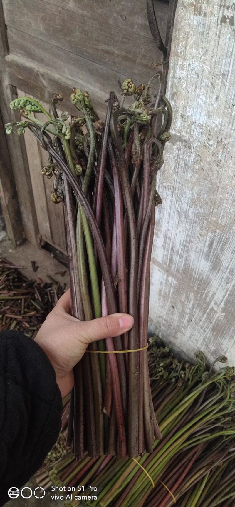 马家特产藠头大量上市，山野菜