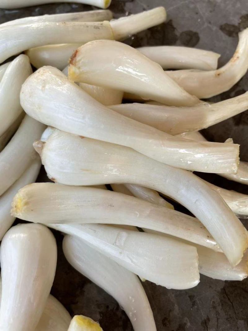 马家特产藠头大量上市，山野菜