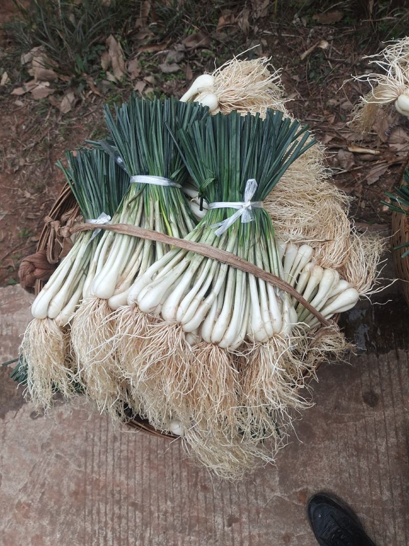 马家特产藠头大量上市，山野菜