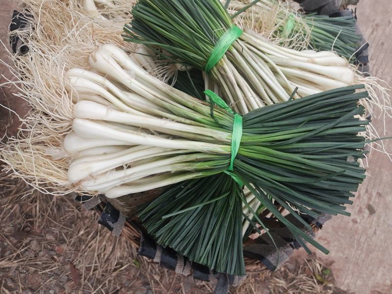 马家特产藠头大量上市，山野菜