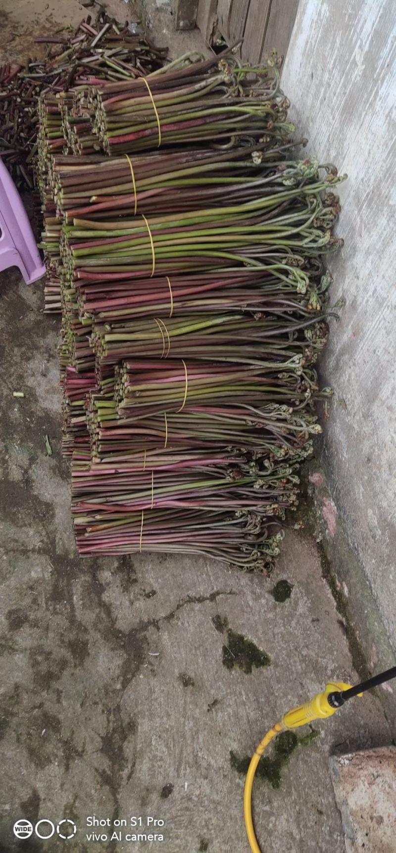 马家特产藠头大量上市，山野菜