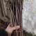 马家特产藠头大量上市，山野菜