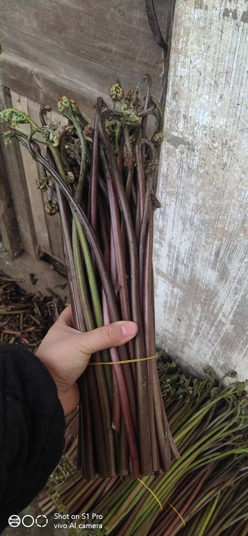 马家特产藠头大量上市，山野菜